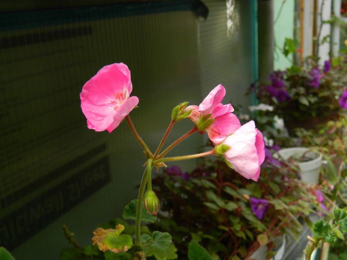 DSCN7445