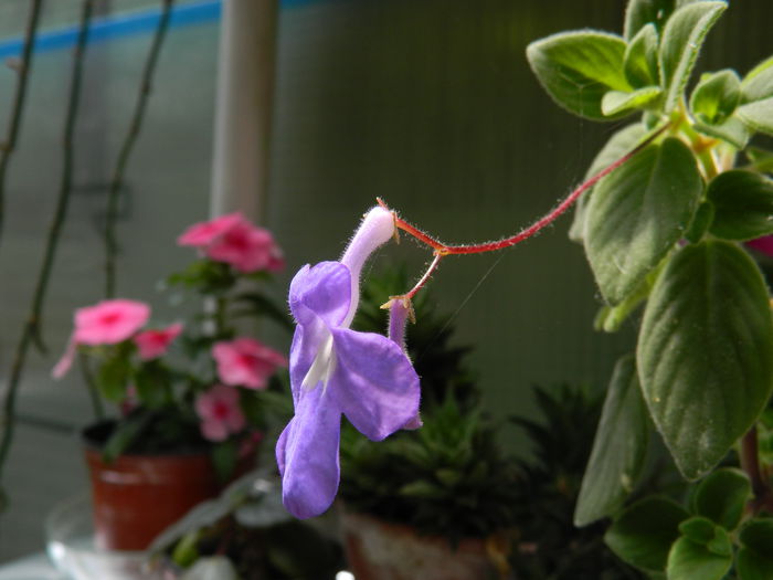 DSCN7455