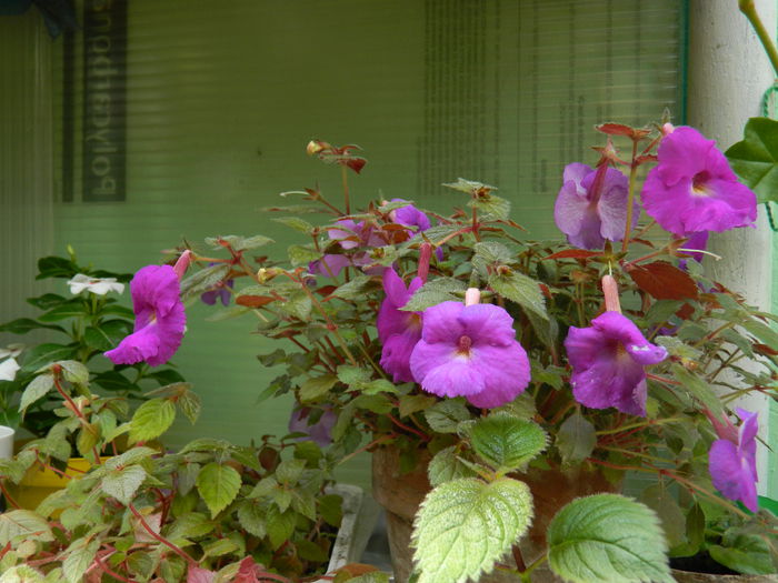 DSCN7458