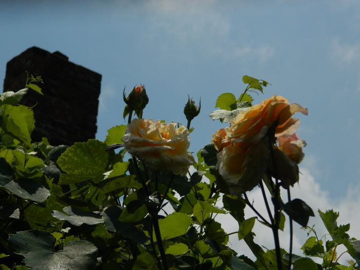 DSCN7467 - IULIE_2_2014