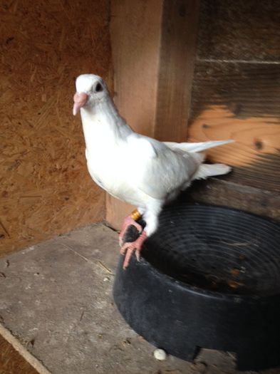 wuite comines via NATURAL