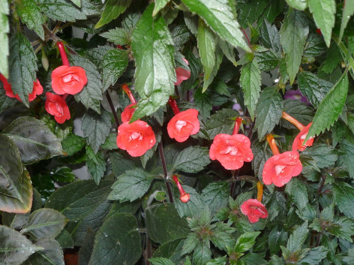 P1050729 - Flori 2014 - a treia parte