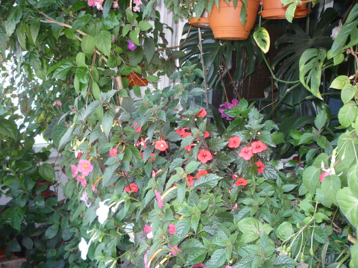 P1050738 - Flori 2014 - a treia parte