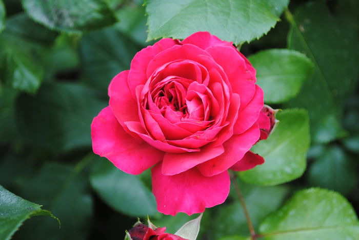 Red Leonardo da Vinci