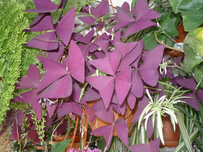 P1050746 - Flori 2014 - a treia parte