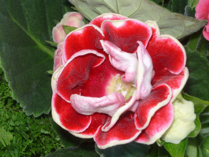 P1050762 - Flori 2014 - a treia parte