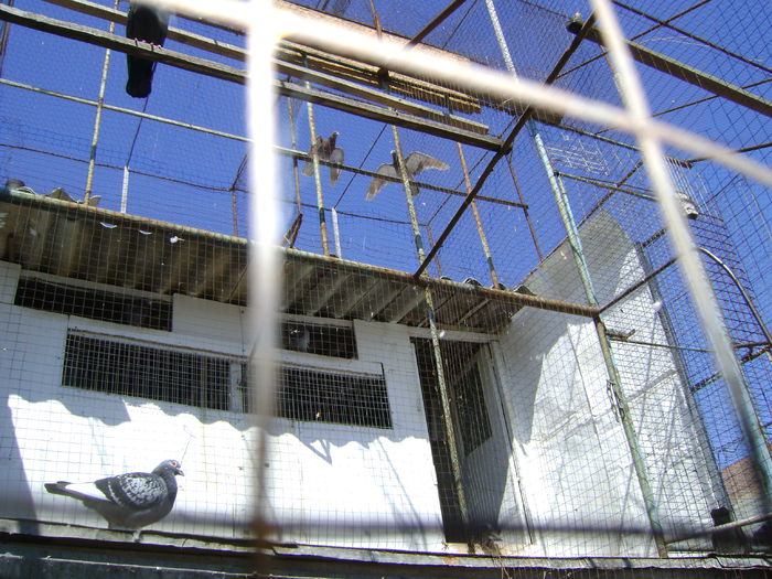 Porumbei Menne care nu vor sa se acomodeze