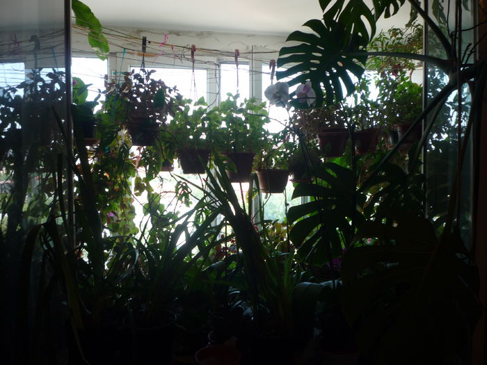 P1050656 - Flori 2014 - a treia parte