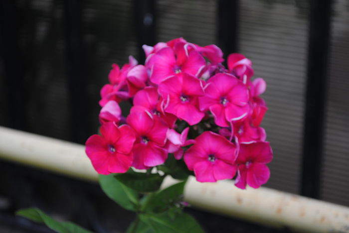 phlox tequilla sunrise - yyy 2014 gradina mea