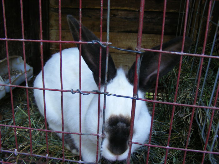 DSCF0412 - 1 Ancuta rabbit