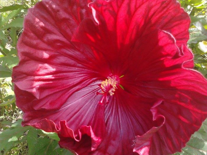 il recomand din toata inima il recomand din toata inima