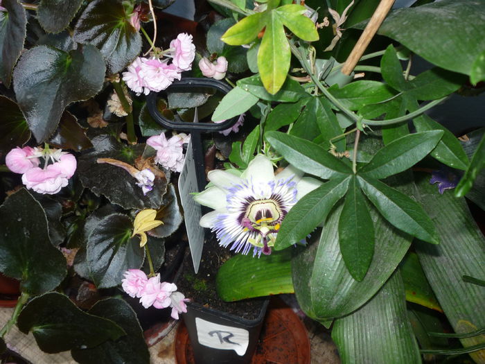 P1050788 - Flori 2014 - a treia parte