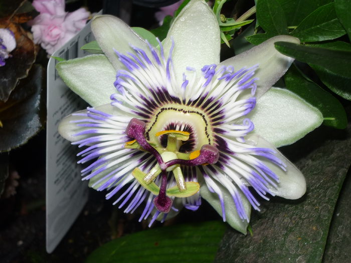 P1050790 - Flori 2014 - a treia parte