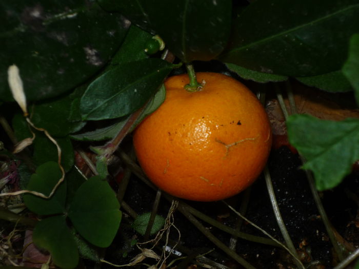 P1050791 - Flori 2014 - a treia parte