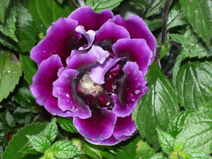 P1050795 - Flori 2014 - a treia parte