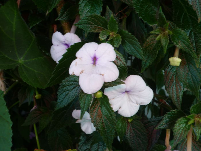 P1050799 - Flori 2014 - a treia parte