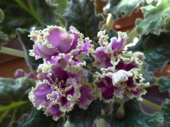 DSC00818 - LE - Esmiralda