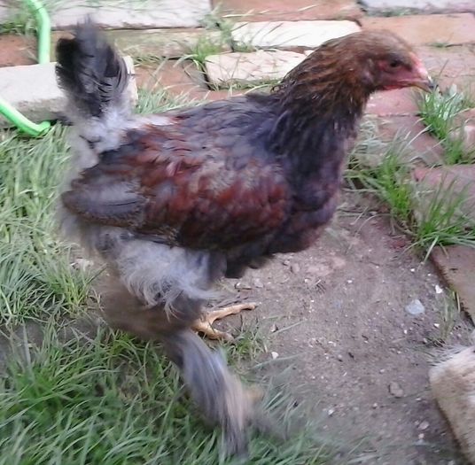 20140712_174815-1 - 004 Arhiva