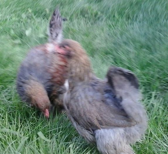 20140712_174840-1 - 004 Arhiva