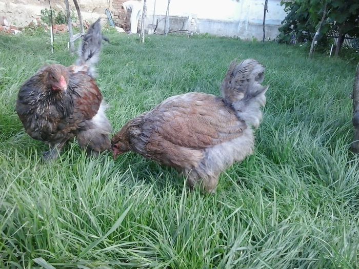 20140712_174847 - 004 Arhiva