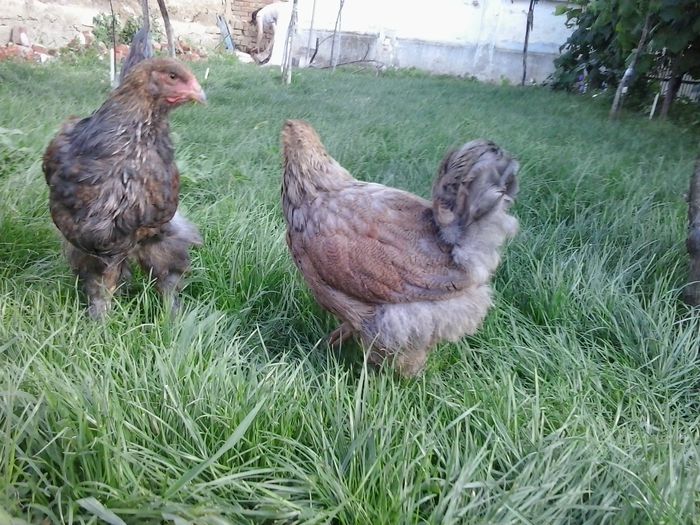 20140712_174849 - 004 Arhiva