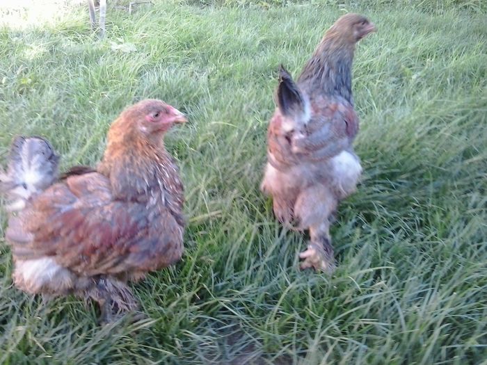 20140712_175235 - 004 Arhiva