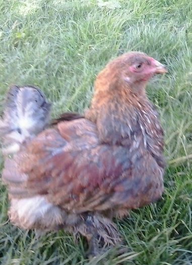 20140712_175235-1 - 004 Arhiva