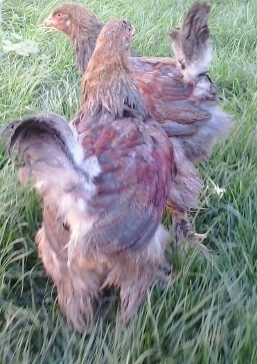 20140712_175238-1 - 004 Arhiva