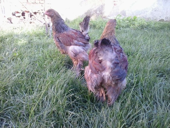 20140712_175241 - 004 Arhiva