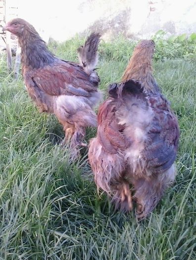 20140712_175241-1 - 004 Arhiva