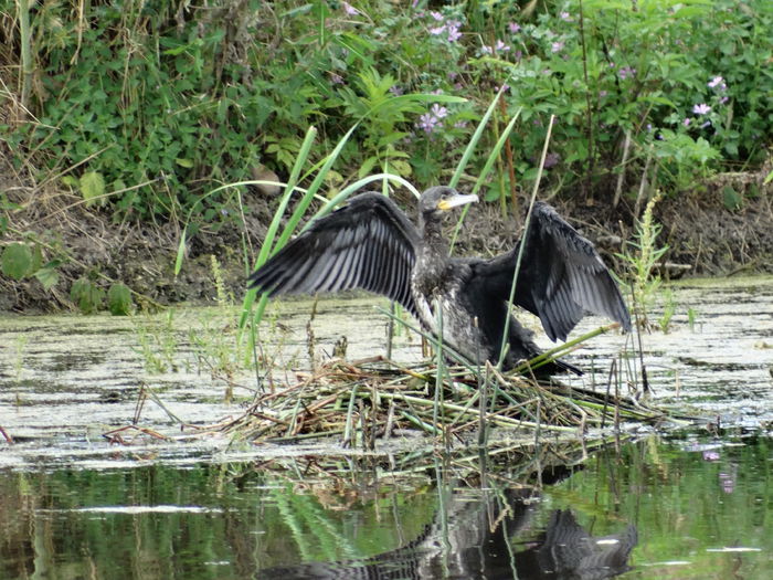 Cormoranul mare; Phalacrocorax carbo
