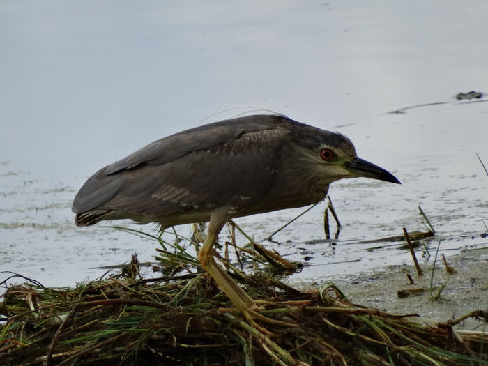 Stârcul de noapte; Nycticorax nycticorax
