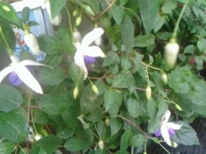 Fotografie1859 - Fuchsia si alte flori