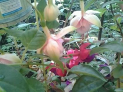 Fotografie1868 - Fuchsia si alte flori
