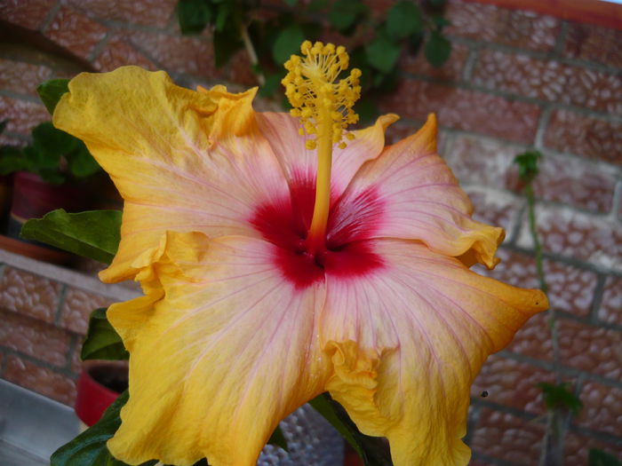 042 - 0 A hibiscus 2014