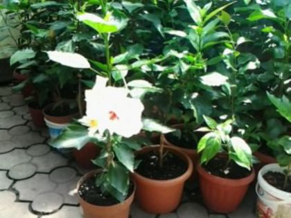 Fotografie1878 - Hibiscusi si Bougainvillea