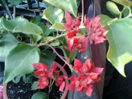 bouga roşie - Hibiscusi si Bougainvillea