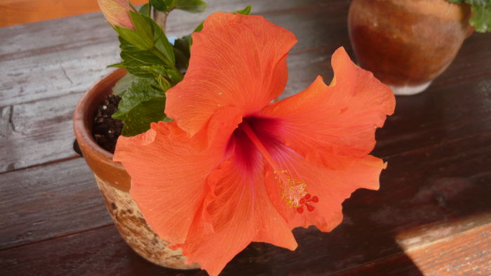 040 - 0 A hibiscus 2014