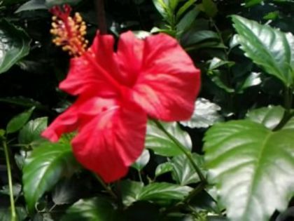 arkery (andersoni) - Hibiscusi si Bougainvillea