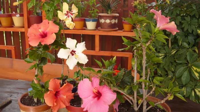 045 - 0 A hibiscus 2014