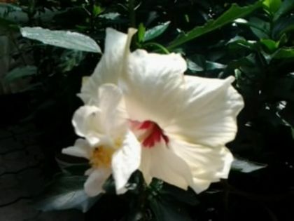 Fotografie1877 - Hibiscusi si Bougainvillea