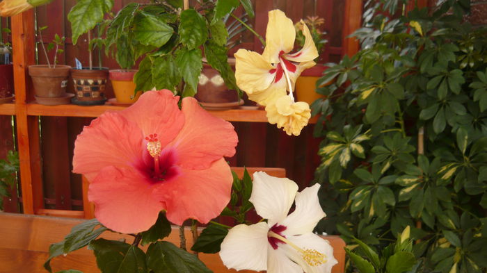 048 - 0 A hibiscus 2014