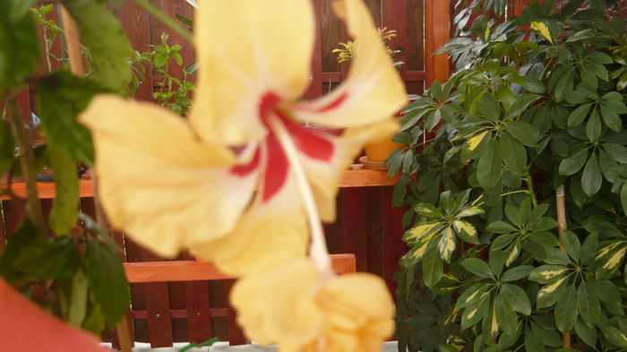 049 - 0 A hibiscus 2014
