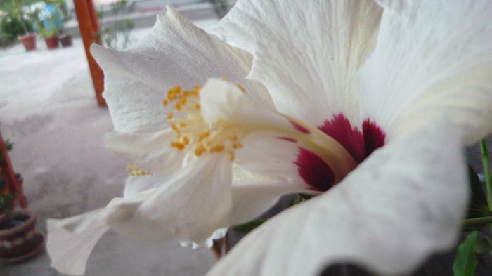 104 - 0 A hibiscus 2014