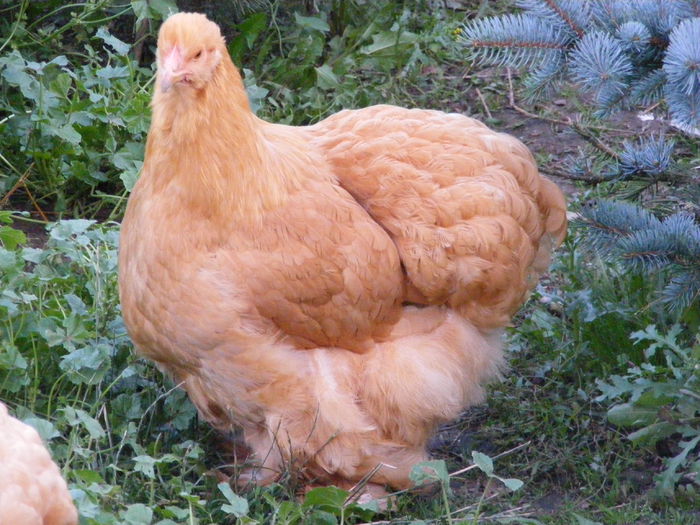 DSCF6616