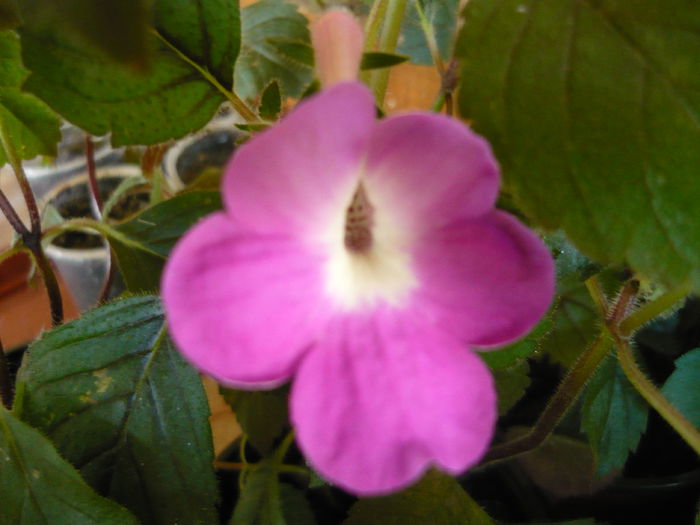 patens major - achimenes 2014