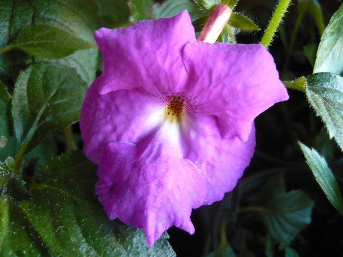 purple king - achimenes colectie 2014