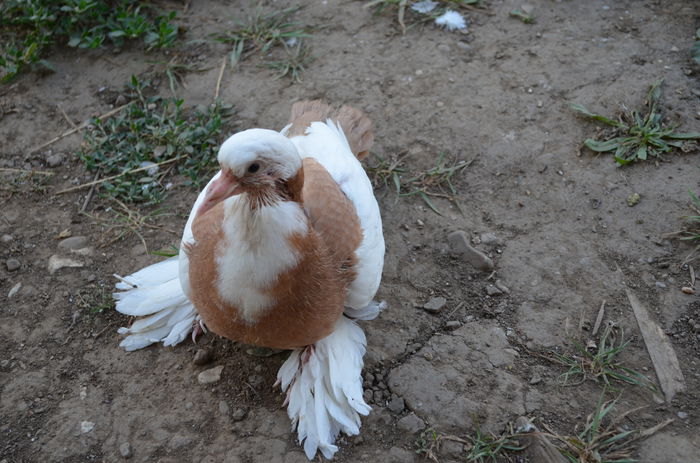 DSC_1102 - Pui 2014