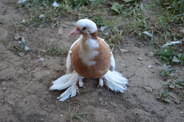 DSC_1045 - Pui 2014