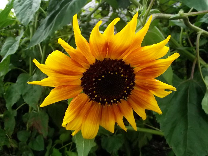 floarea soarelui 05 - flori